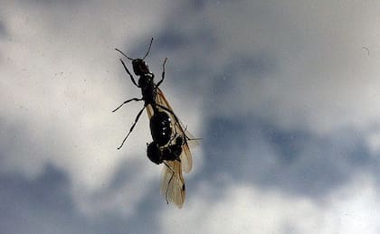 Las hormigas voladoras suelen ser un fenómeno que se repite en esta altura del año