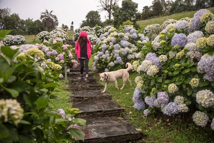 Las hortensias celestes y rosadas florecen de a montones alrededor de la capilla neogótica.