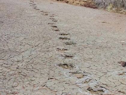 Las huellas de dinosaurio que quedaron fosilizadas en Brasil son idénticas a las halladas en Camerún, lo que sugiere que existió un megacontinente después de Pangea