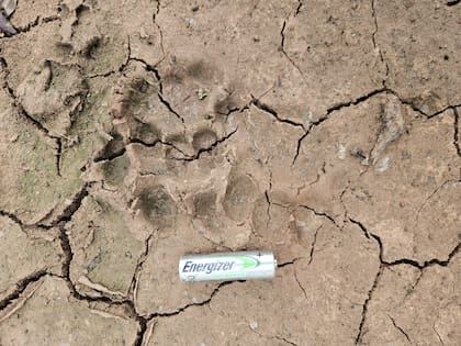 Las huellas de Nalá y su cachorro