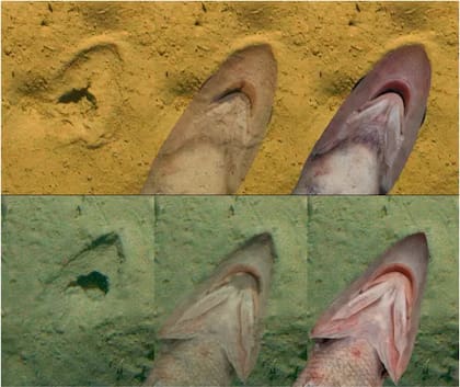 Las "huellas de pezuña" coinciden con la cabeza del pez cola de rata. Foto/Deep Sea Research Part I: Oceanographic Research Papers