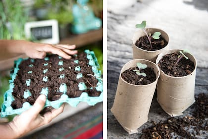 Las hueveras o tubos de papel sirven para reemplazar las bandejas de almácigos tradicionales y evitar el plástico de un solo uso