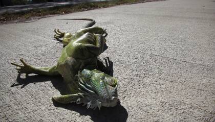 Las iguanas comenzaron a caer de los ármboles por las bajas temperaturas en Florida