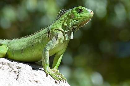 Las iguanas requieren de ambientes cálidos para mantener su temperatura corporal