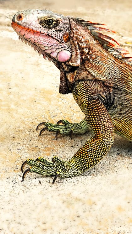 Las iguanas solo muerden cuando se sienten amenazadas; sus poderosos huesos y músculos de la mandíbula pueden generar lesiones graves