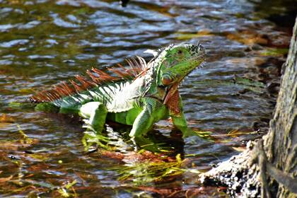 Las iguanas son parte del paisaje en Florida y algunas personas se preocupan al verlas inmóviles (Foto: Archivo)
