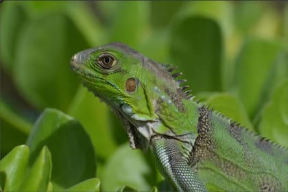 Las iguanas verdes pueden estropear la infraestructura en Florida al excavar madrigueras que erosionan y derrumban aceras y otras construcciones