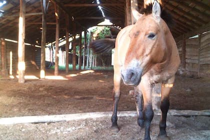 Las imágenes capturadas indican que los caballos usan las estructuras de la misma manera que los antiguos ocupantes