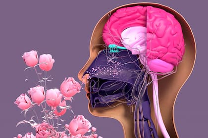 Las imágenes cerebrales del estudio mostraron que la principal región del cerebro dedicada al procesamiento de los sentidos comenzaba a activarse cuando las personas veían cosas vinculadas con olores