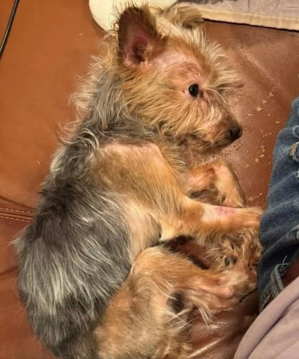 Las imágenes de Apple, quien sufrió algunos raspones en su zona ocular