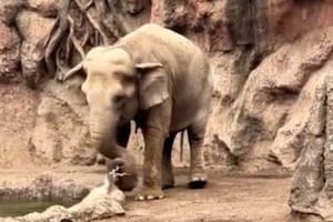 Las imágenes de este acto heroico del animal conmovieron al mundo