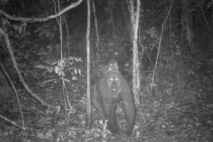 Las imágenes de estos primates con sus crías dieron la pauta a los investigadores de la vida natural de que estos animales, a los que se creyó desaparecidos, se están reproduciendo
