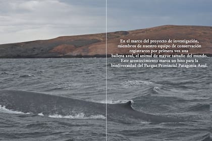 Las imágenes de la ballena azul generaron sorpresa en las redes argentinas