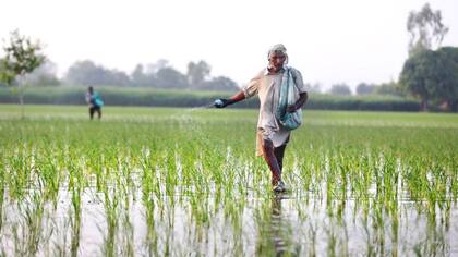 En India, el aumento de áreas verdes se debe sobre todo al incremento de la agricultura