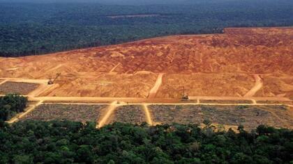 El aumento de bosques en algunas regiones no compensa la deforestación que ocurre en áreas como el Amazonas