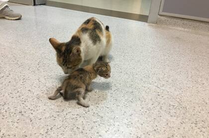 Las imágenes de los felinos en el hospital se viralizaron y llegaron a todo el mundo