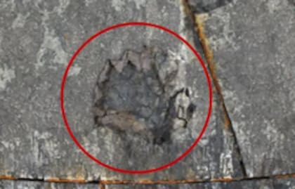 Las imágenes de un informe del inspector general de la NASA mostraron los fragmentos faltantes del escudo térmico de Artemis I