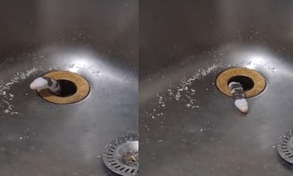 Las imágenes del extraño animal fueron compartidas en redes sociales (Foto: Tomada de redes sociales)