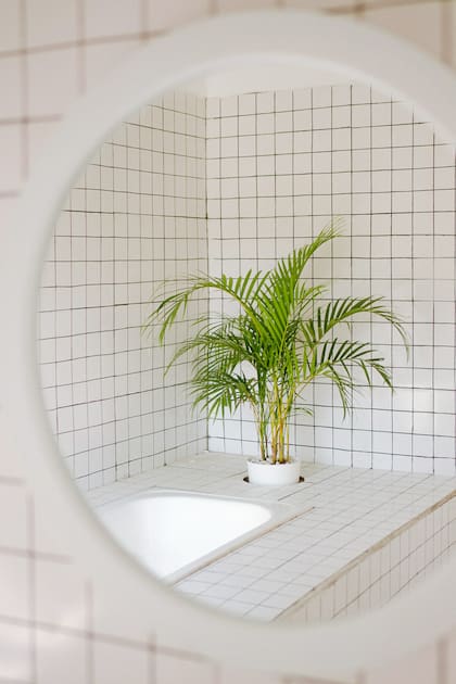 Las imágenes en redes suelen mostrar suculentas, cactus o lavandas junto al espejo, pero estas especies no soportan ni la humedad ni la falta de sol