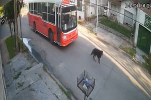 Milei compartió el video del momento en que atropellan y matan a un perro para localizar al conductor