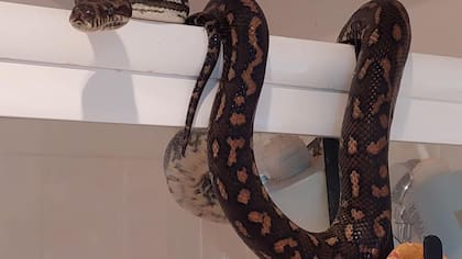 Las imágenes fueron compartidas por un recolector de serpientes (Foto: Facebook:@hudsonsnakecatching)