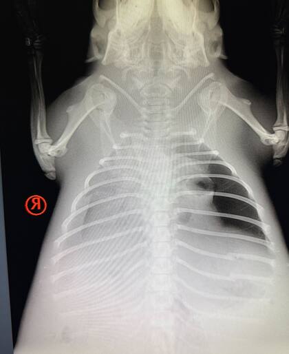 Las imágenes revelaron que el castor tenía neumonía.