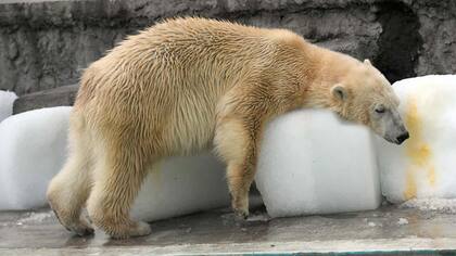 Las imágenes se viralizaron e indignaron al mundo entero