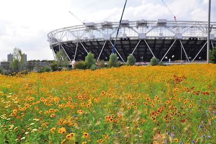 Las impactantes comunidades del London Olympic son producto de estudios minuciosos en campos experimentales.