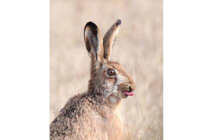 Las impactantes imágenes ganadoras del Sony World Photography Awards, Open 2021