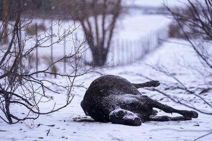 Las impactantes imágenes muestran los cadáveres de los animales de ganado cubiertos en nieve
(AP Photo/Julio Cortez)