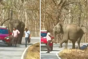 Viral: quisieron sacarse una selfie con un elefante y el animal los corrió para aplastarlos