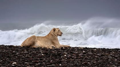 Las inéditas imágenes que muestran a los leones que abandonan el desierto para cazar en la playa.