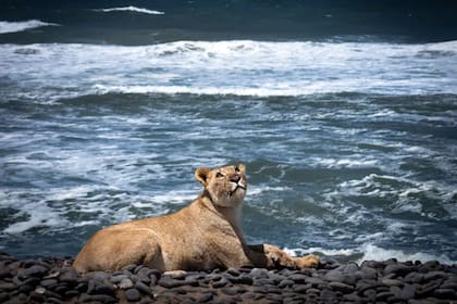 Las inéditas imágenes que muestran a los leones que abandonan el desierto para cazar en la playa.