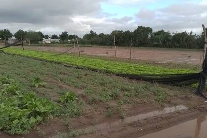 Las intensas lluvias en el cordón hortícola de Santa Fe causaron daños significativos en cultivos de verduras, afectando hasta el 40% de la producción, especialmente de lechuga y rúcula