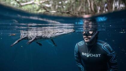 Las interacciones entre los apneístas y la vida marina en los cenotes son experiencias únicas.