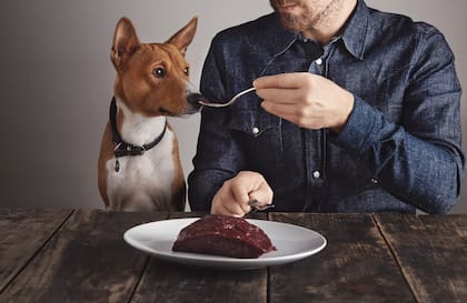 Las intoxicaciones por consumo de chocolate en mascotas son una de las más comunes y que más problemas pueden traer aparejados en la salud del animal