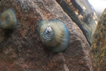 Las investigaciones apuntan a conocer en profundidad el impacto de las anemonas en la comunidad marina (Foto: Monmouth University)