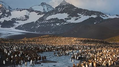 Las islas Georgias del Sur tienen la mayor colonia de pingüinos rey del mundo