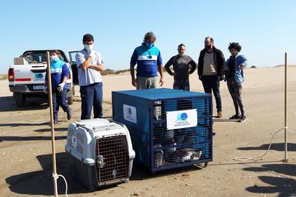 Las jaulas con los pingüinos minutos antes de su liberación