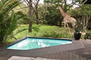 Una jirafa mató a una beba de 16 meses en un lodge de lujo en Sudáfrica