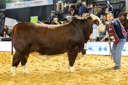 Las juras de Braford se dividirán en dos días: el primero estará dedicado a los terneros y el segundo a los adultos, con la participación de los jurados Gastón García y Rodrigo Roldán