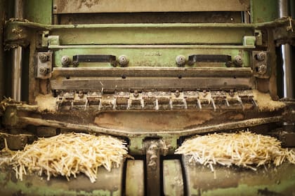 Las láminas extraídas de cada tronco se convierten en palitos.