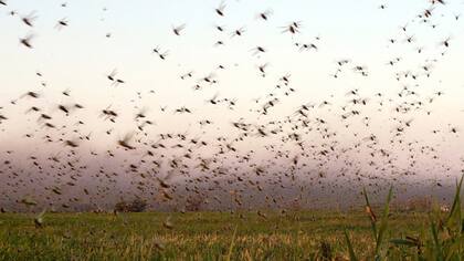 Las langostas forman grandes mangas