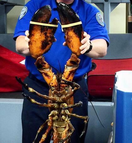 Las langostas forman parte del listado de animales que pueden volar (Crédito: Instagram/@tsa)