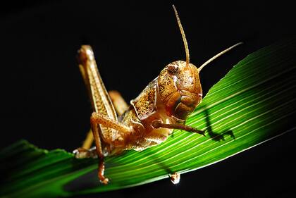 Las langostas migratorias fueron los primeros animales estudiados por Simpson y Raubenheimer