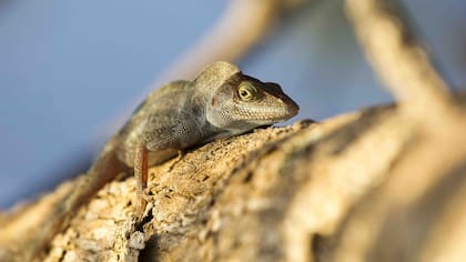 Las largartijas críticamente amenazadas de la isla ahora abundan, tras la desaparición de las ratas