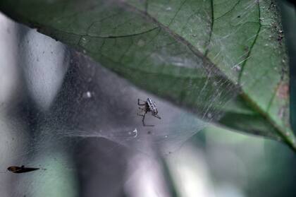Las larvas de la avispa invaden el cuerpo de la araña y la "zombifican", obligándola a alejarse de su colonia