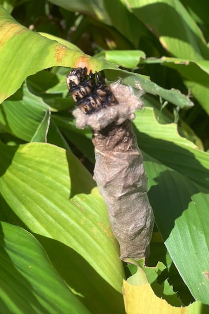 Las larvas del bicho canasto construyen canastas de seda y fragmentos de plantas, que llevan a cuestas como protección