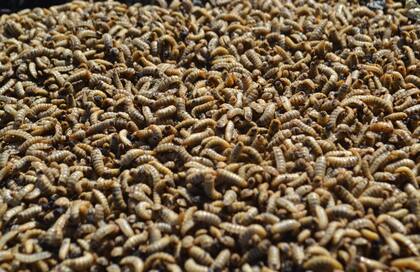 Las larvas utilizadas para hacer harina provienen de una mosca conocida como “soldado negra”, nativa de las regiones tropicales de América