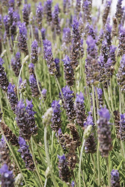 Las lavandas dentadas aromatizan y dan un toque de elegancia rústica